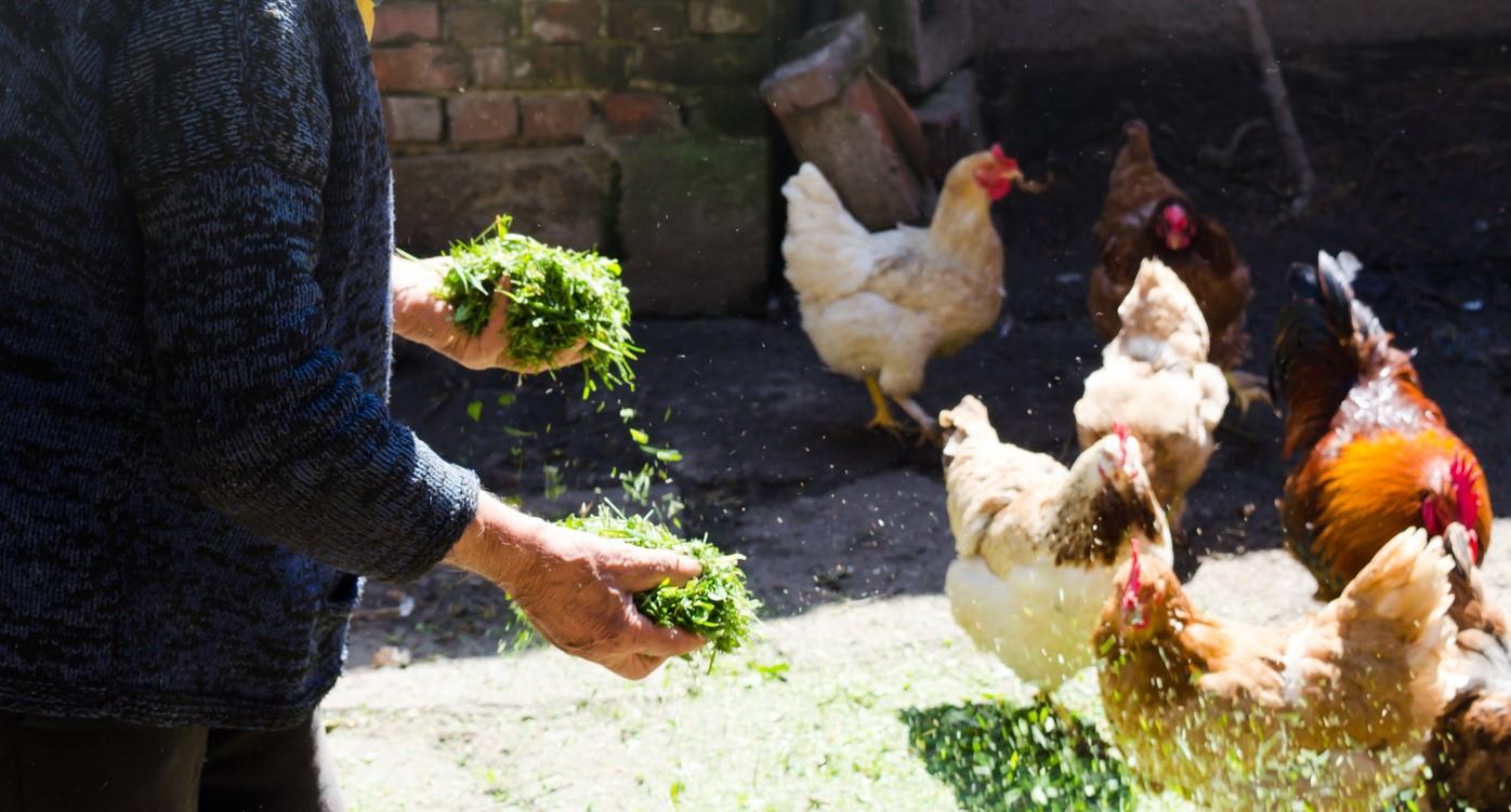 Person feeding backyard chickens