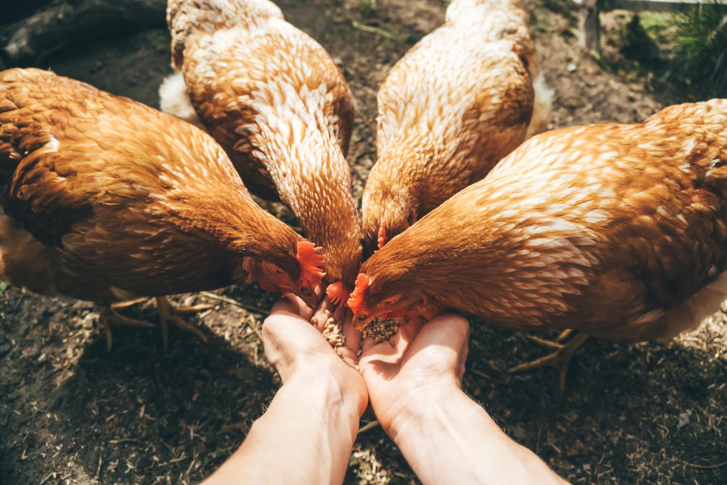 Person feeding chickens by hand