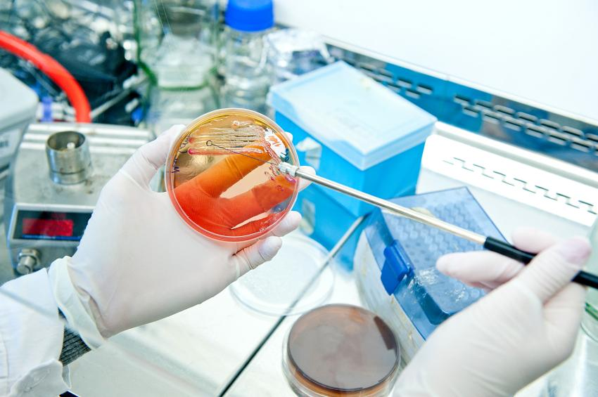 Hands with petri dish in lab