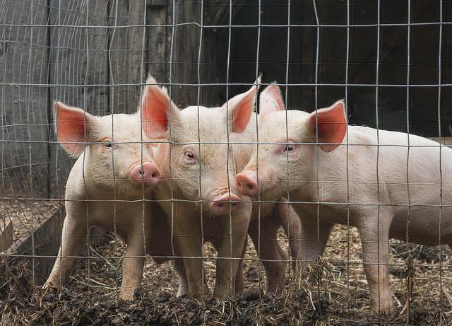 Three piglets