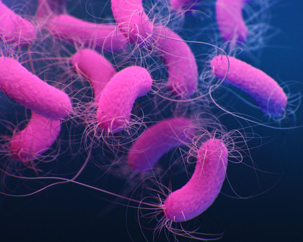 Pseudomonas aeruginosa bacteria