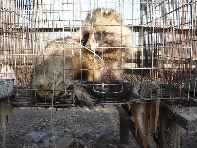 Raccoon dog in cage