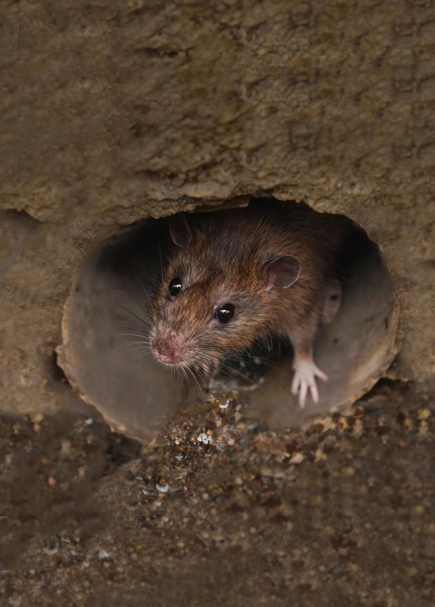 Sewer rat