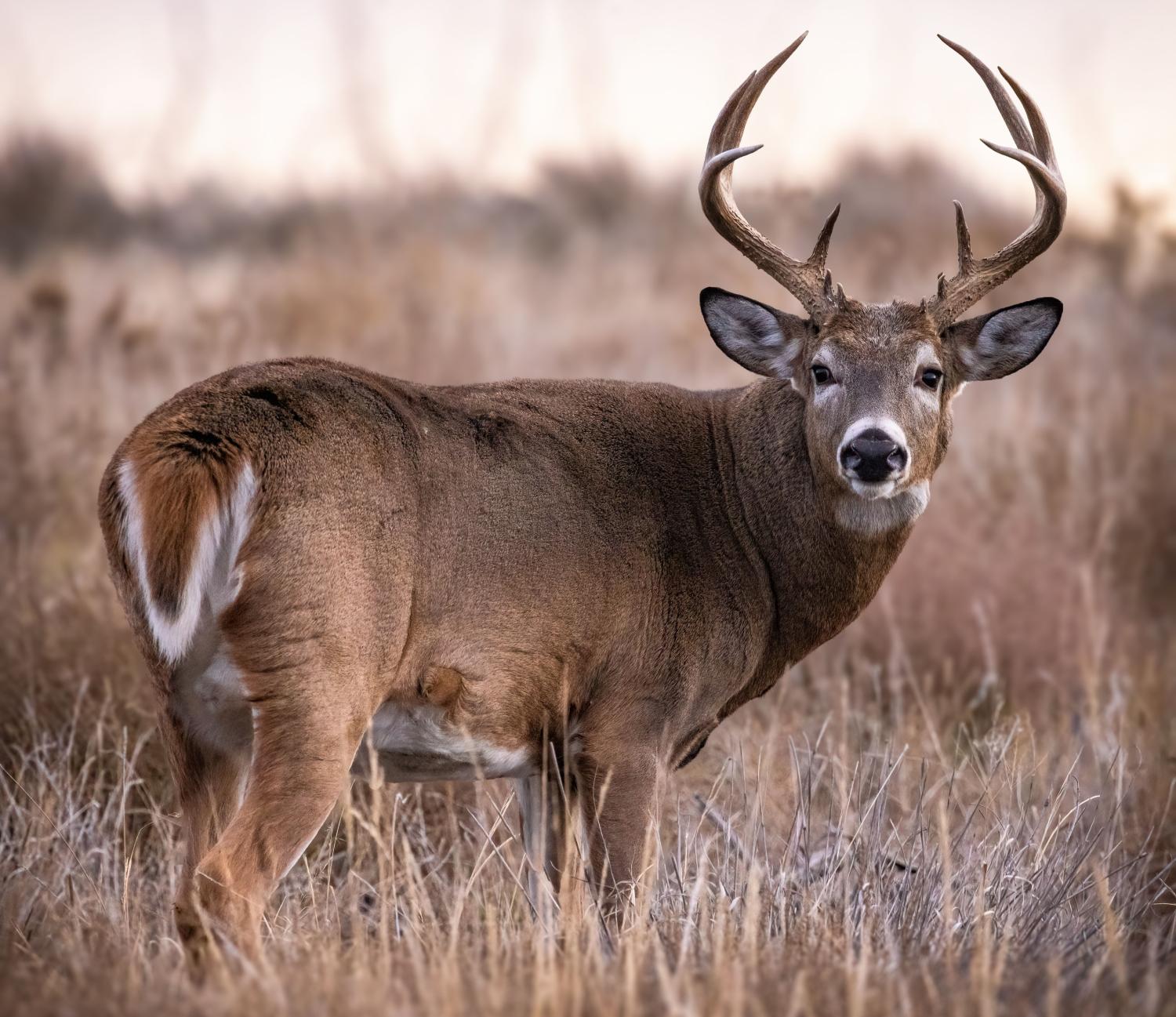 White-tailed buck