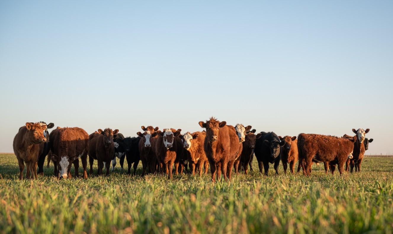 Cattle in field