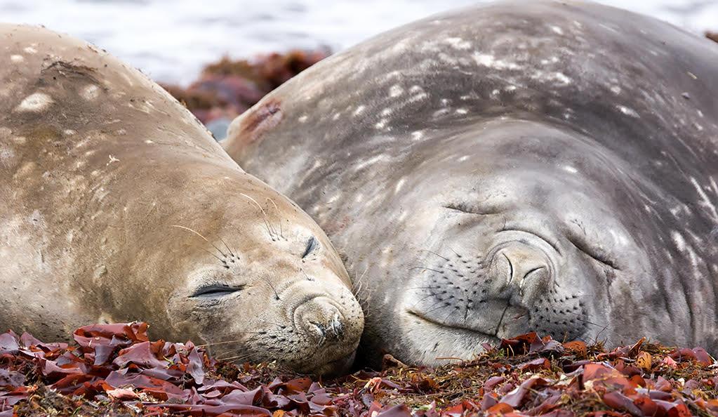 Southern elephant seals
