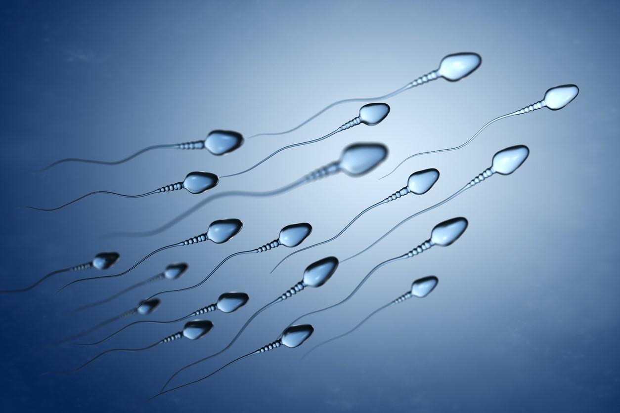 sperm cell