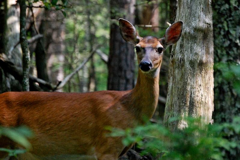 Tennessee deer