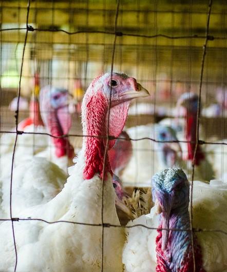 Turkeys in barn