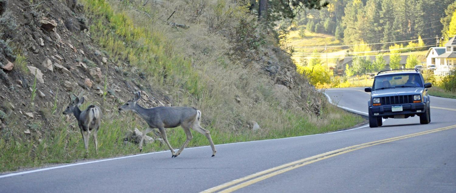 Two deer and car in road