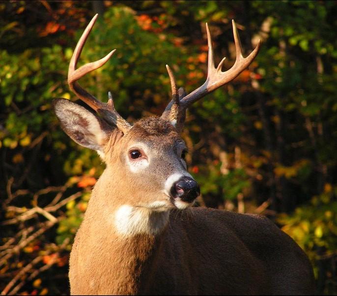 White-tailed buck