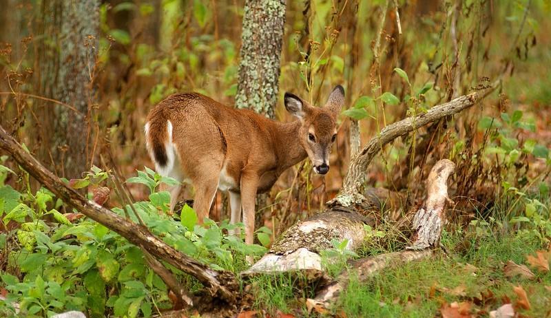 Young deer in spring