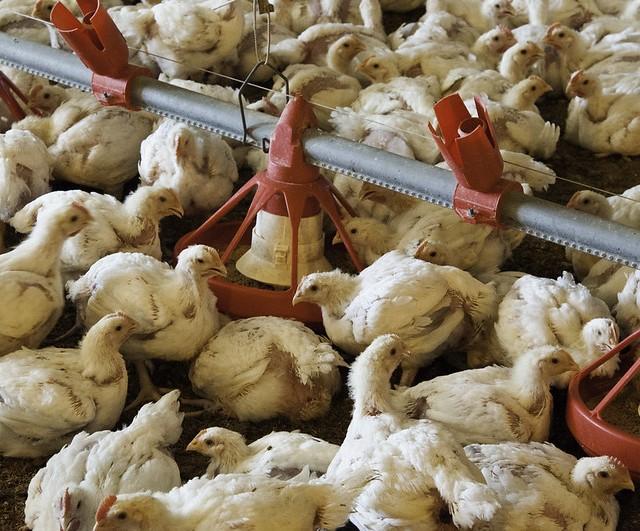 Young chickens in barn