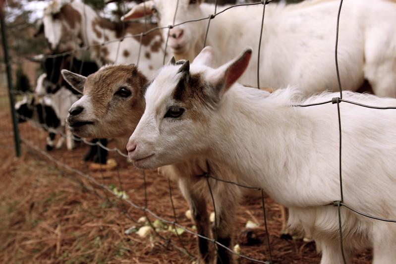 baby goats