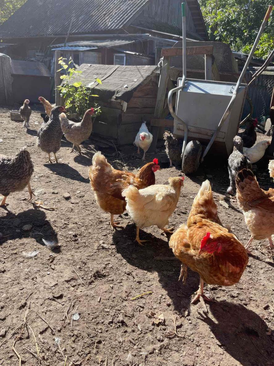 backyard poultry