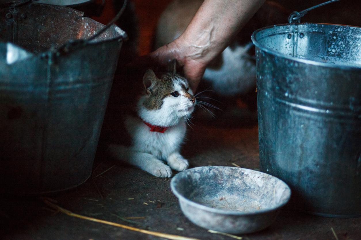 barn cat with milk pails