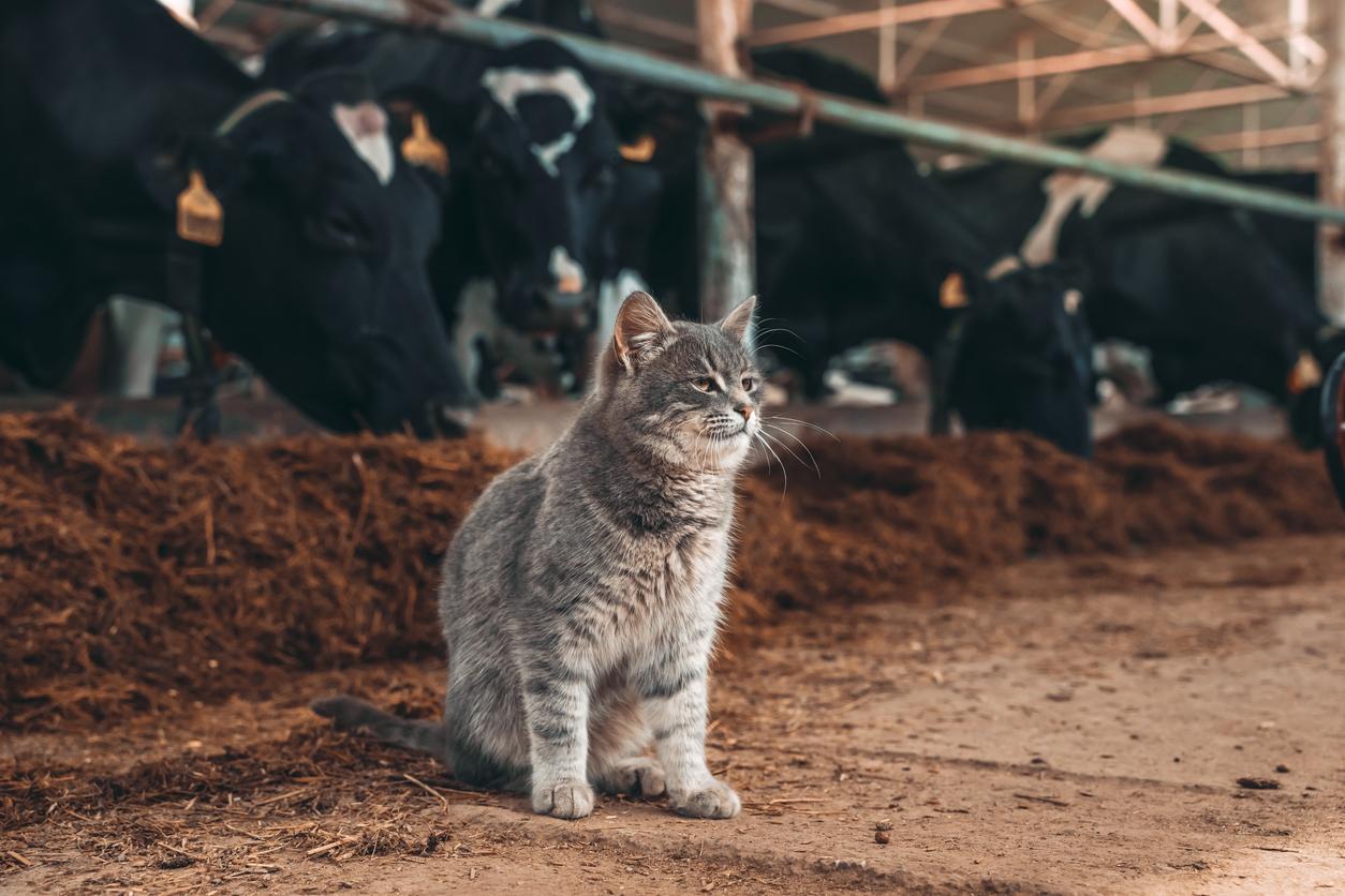 dairy barn cat