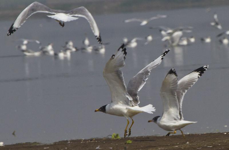 brown headed gulls