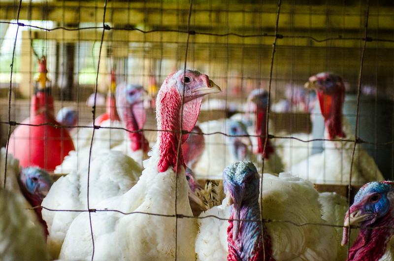 colorful turkeys
