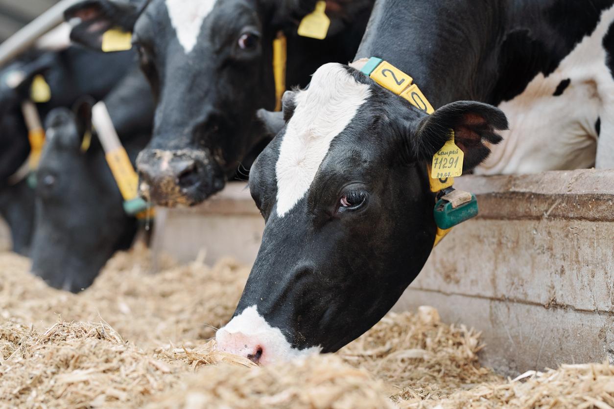 dairy cows eating feed