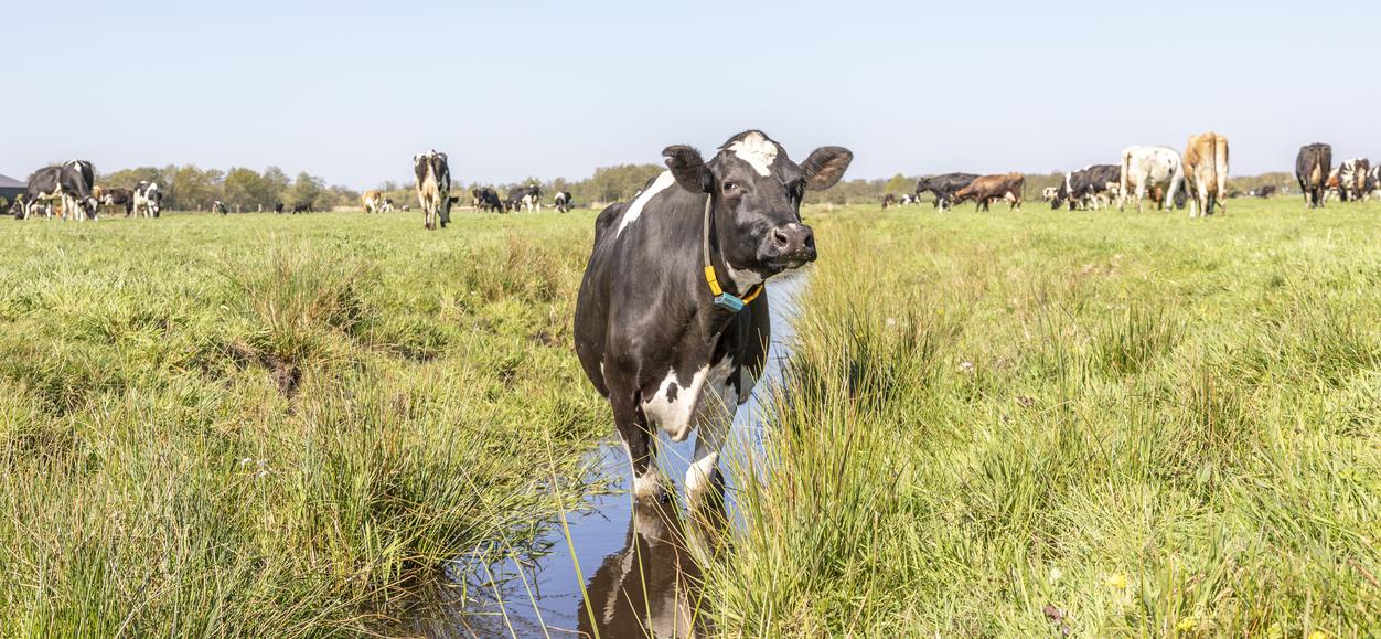 dairy cow in creek