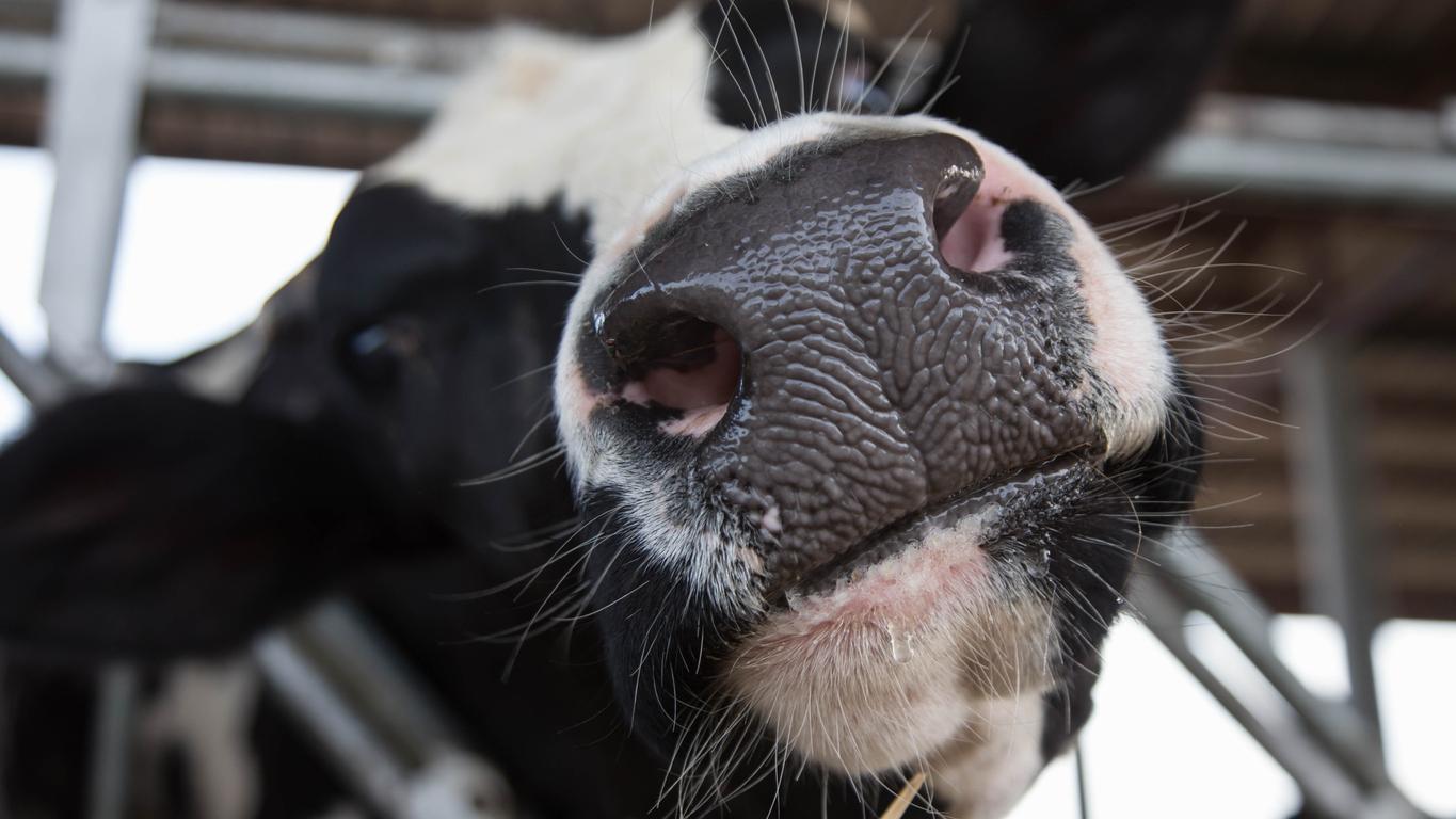 dairy cow snout