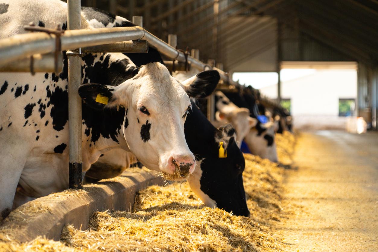 dairy cows in barn