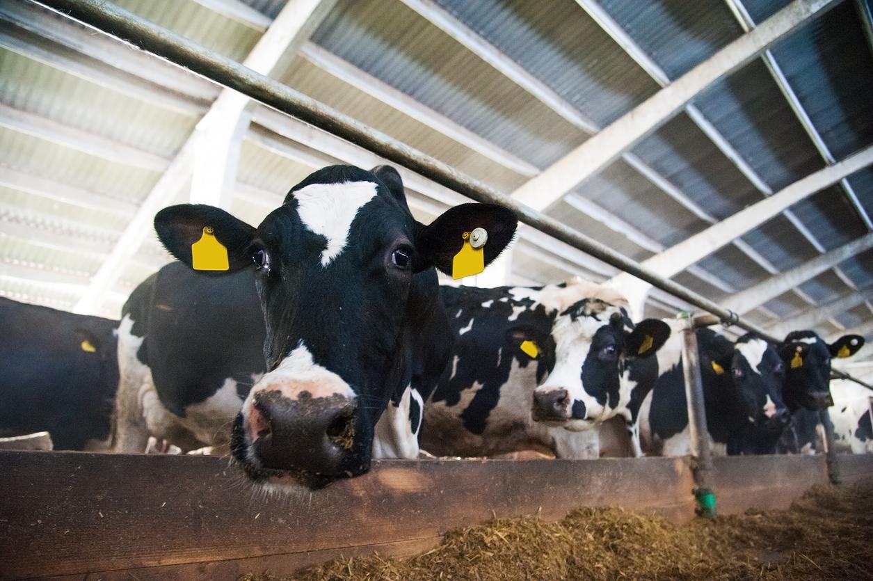 dairy cows in barn