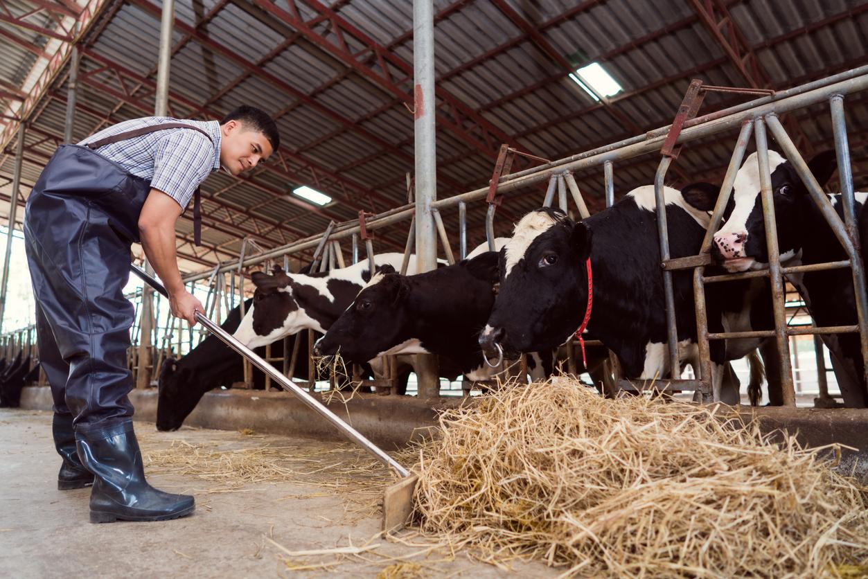 farmer feeding cows