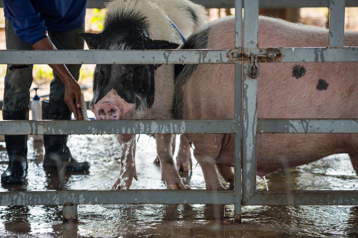 fair pig and handler