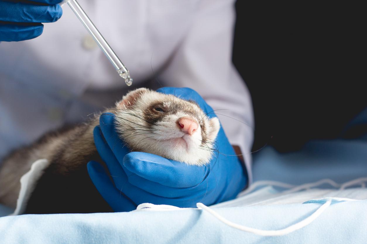 ferret testing