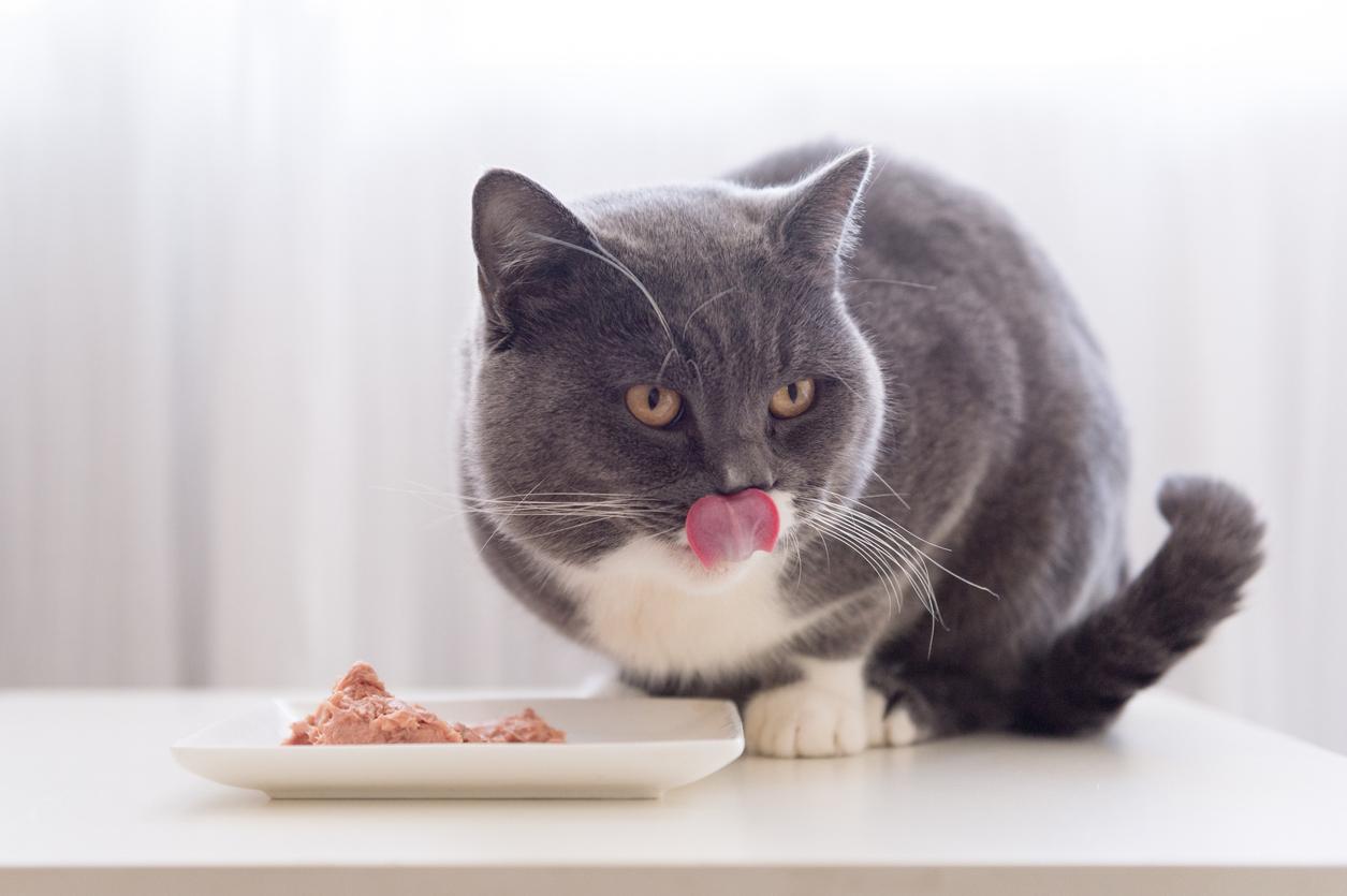 gray cat and raw food