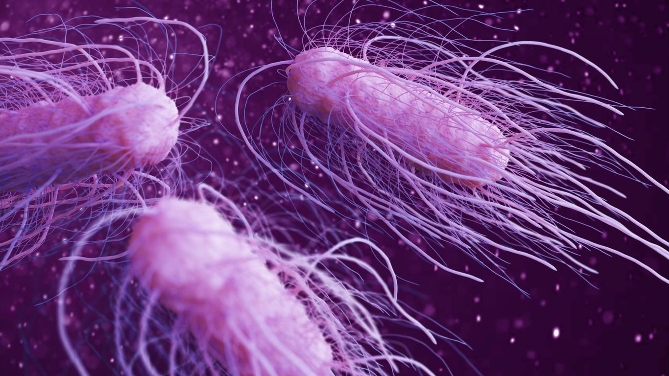 Salmonella bacteria