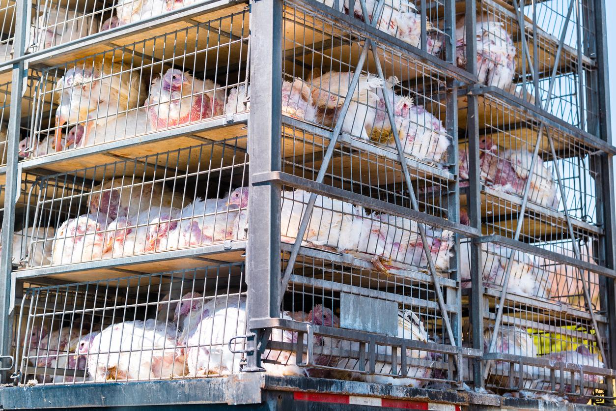 turkeys in cages