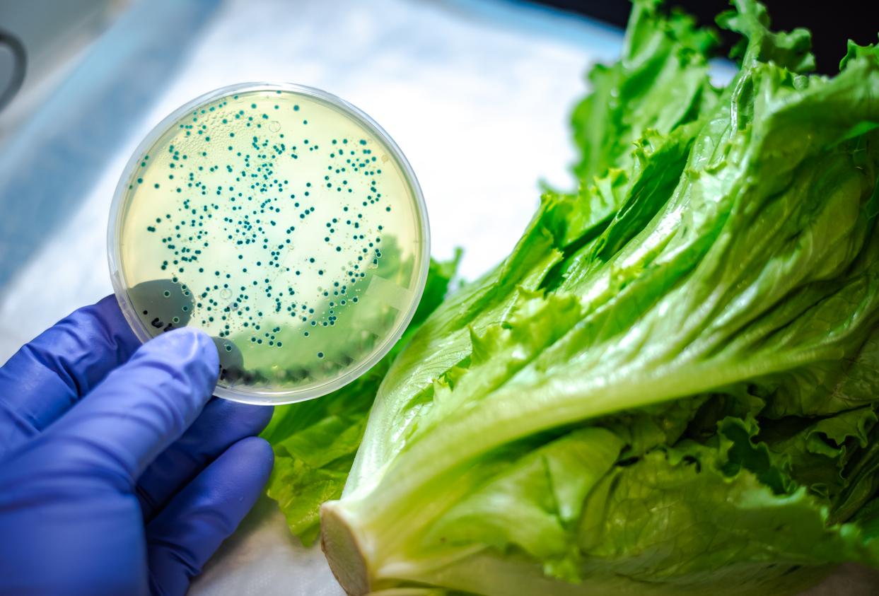 Contaminated lettuce
