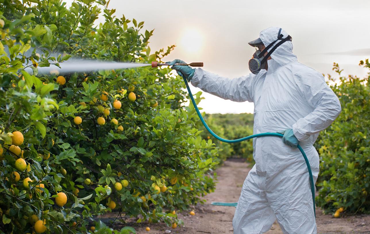 Farmworker spraying pesticide on citrus trees
