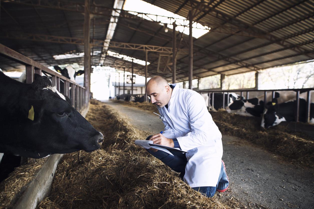 Veterinarian with cow