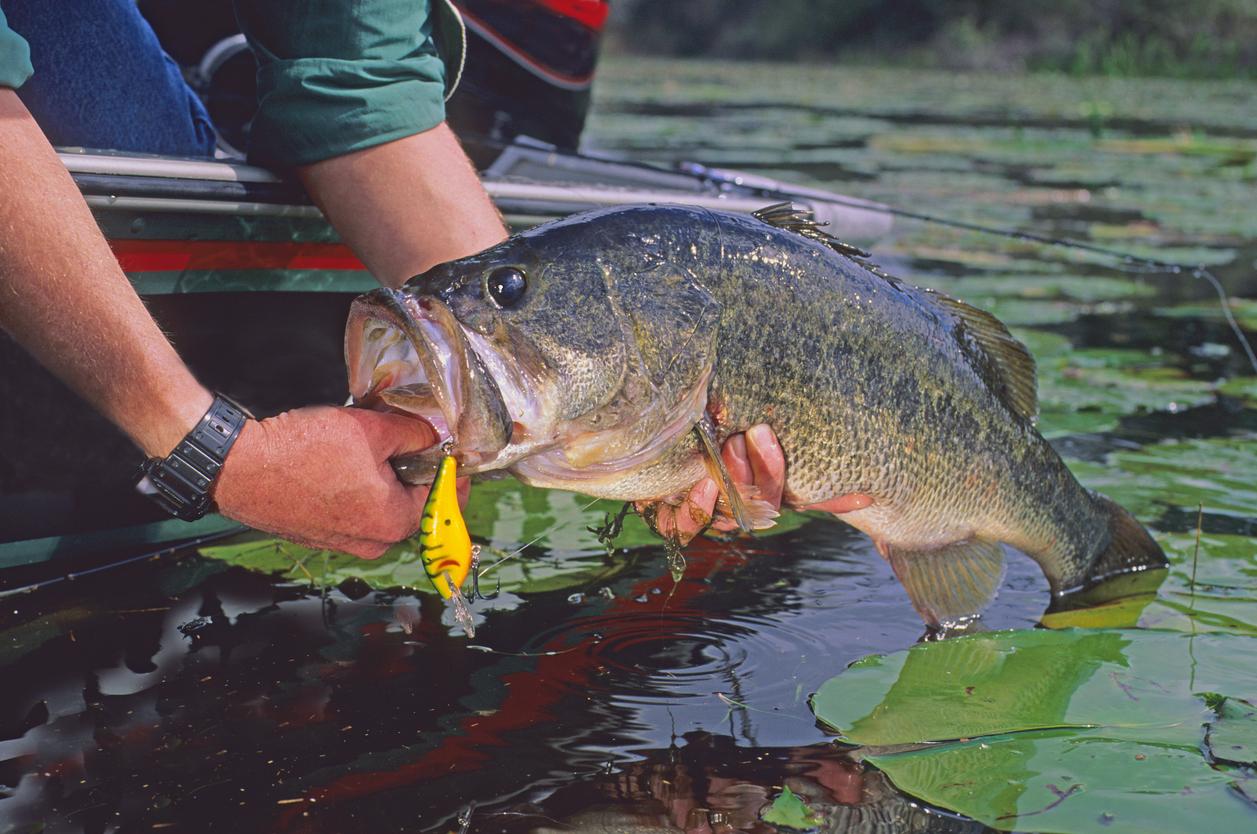 Largemouth bass
