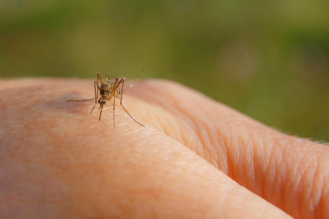 west nile virus