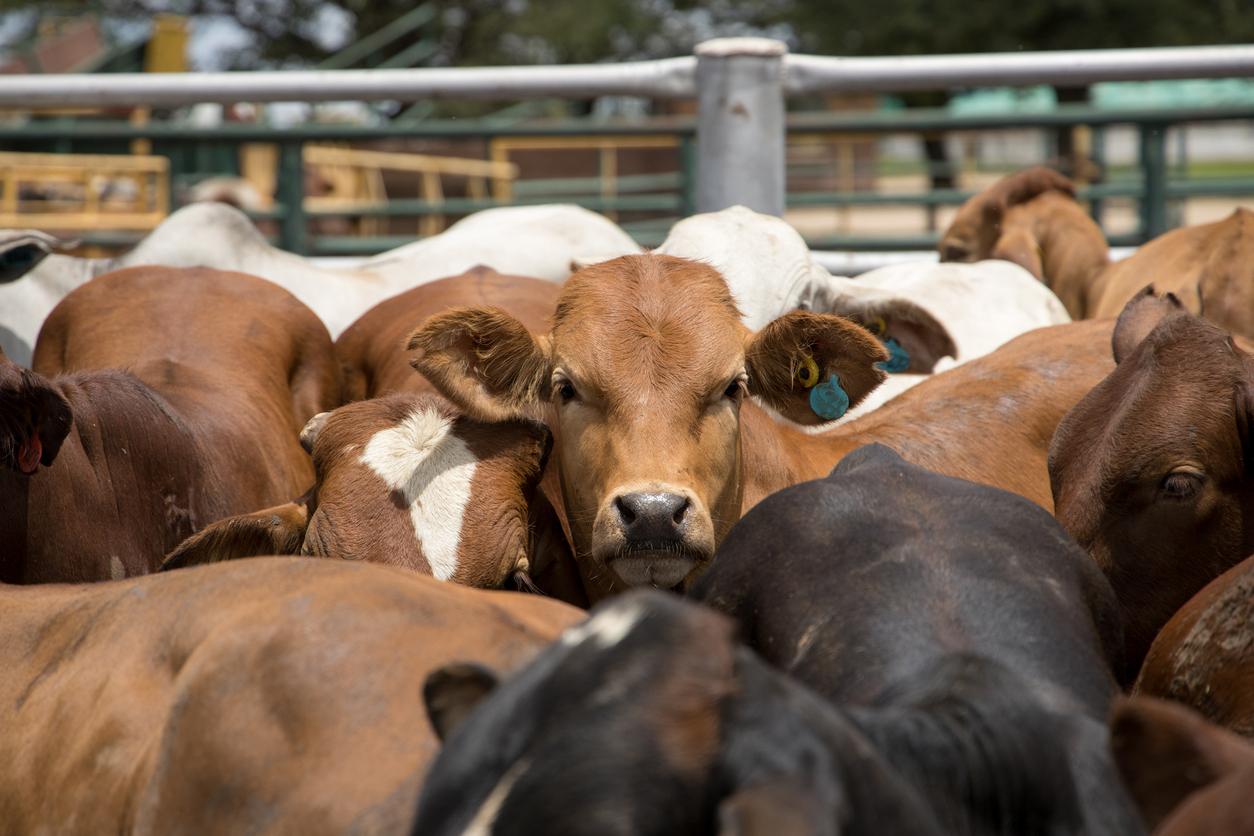 Cattle in feedlot