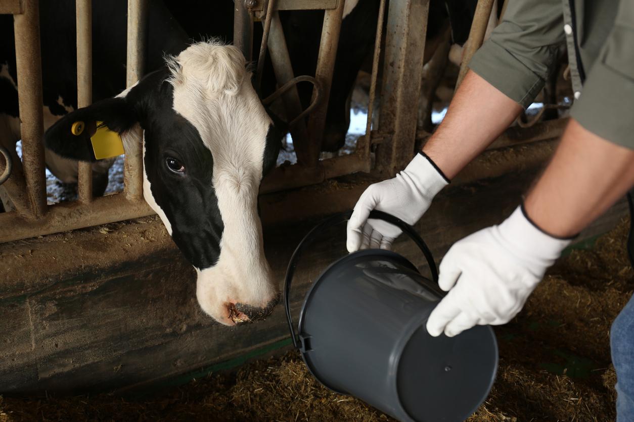 dairy worker feeding cow