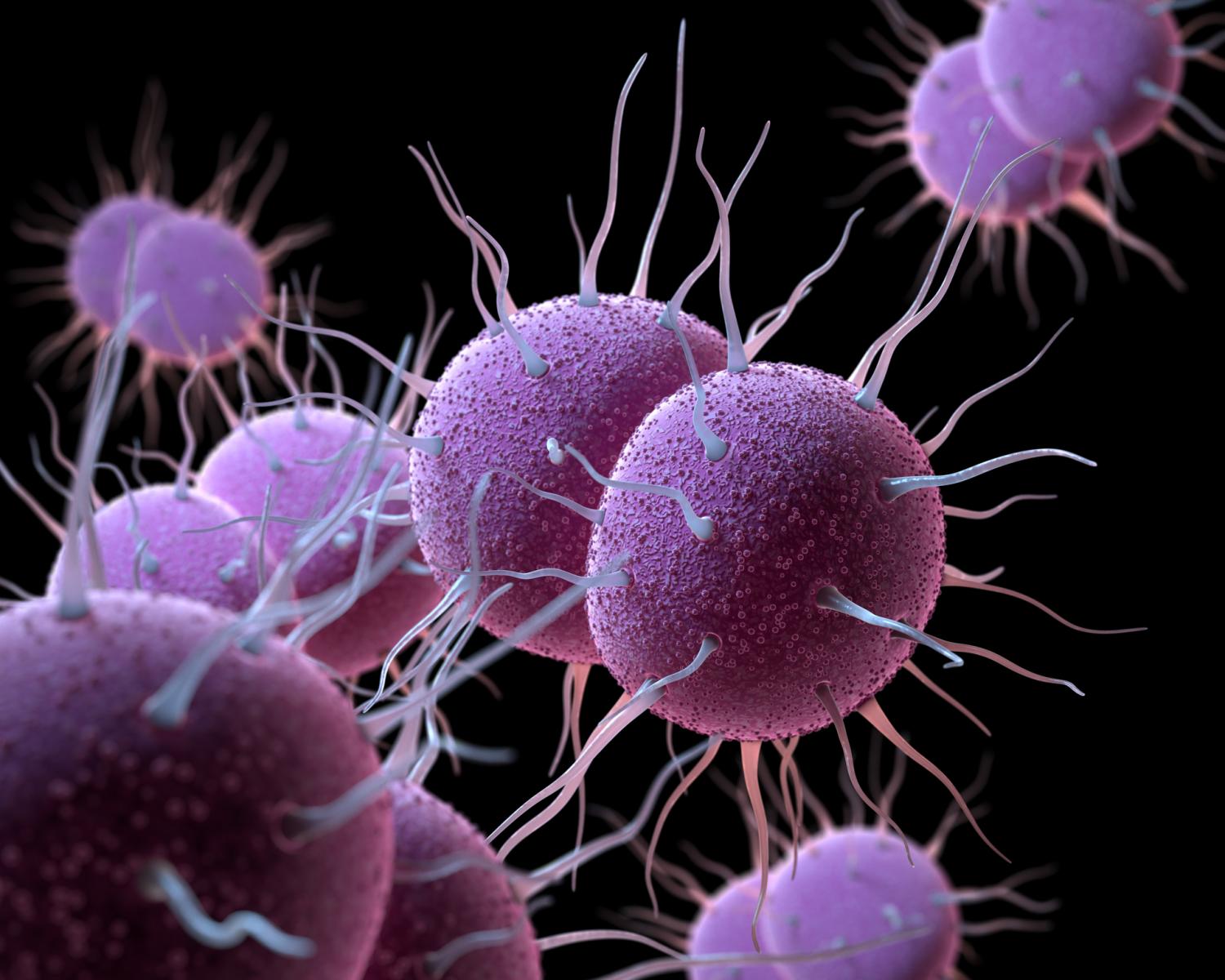 Gonorrhea bacteria