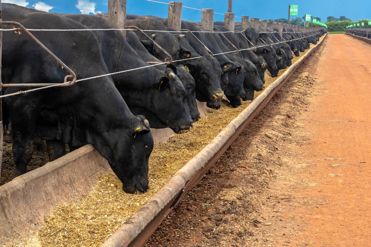 Cows at a feeding trough
