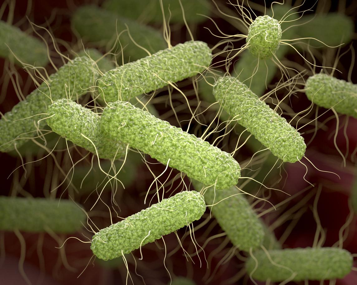 Salmonella bacteria