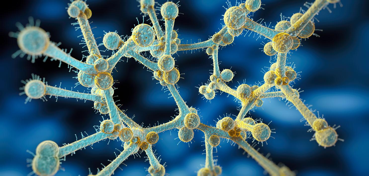 Candida auris illustration