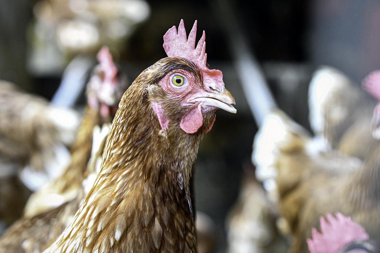 bird flu chicken