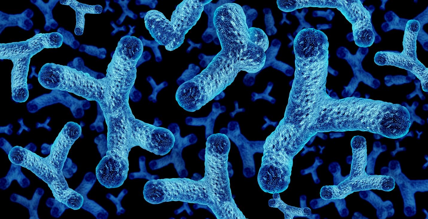 Bifidobacteria illustration