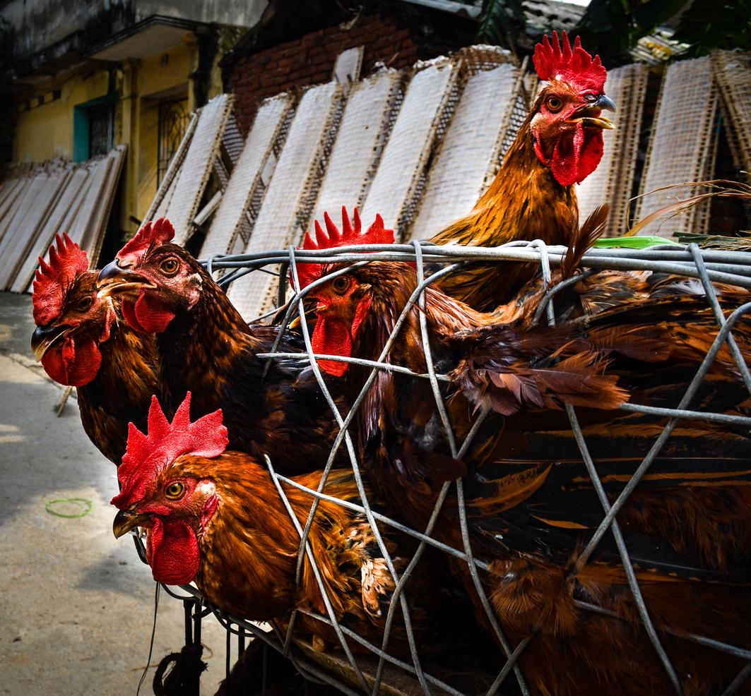 caged poultry