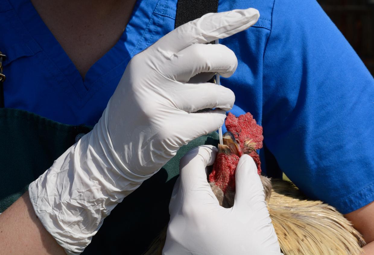 Veterinarian swabbing rooster for avian flu