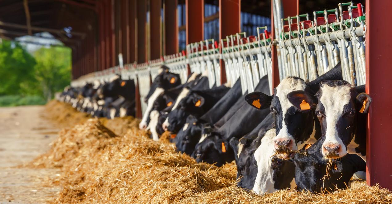 cows